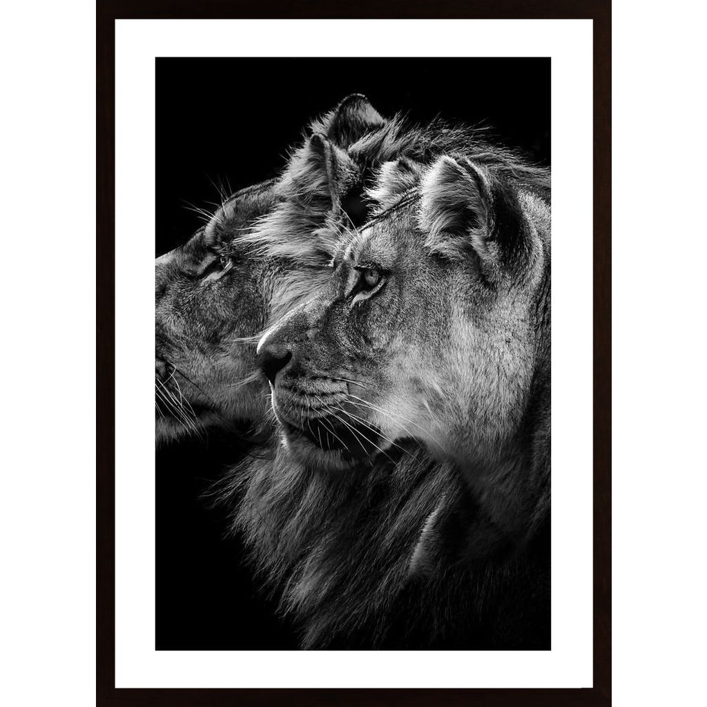 Lion And  Lioness Portrait Plakát