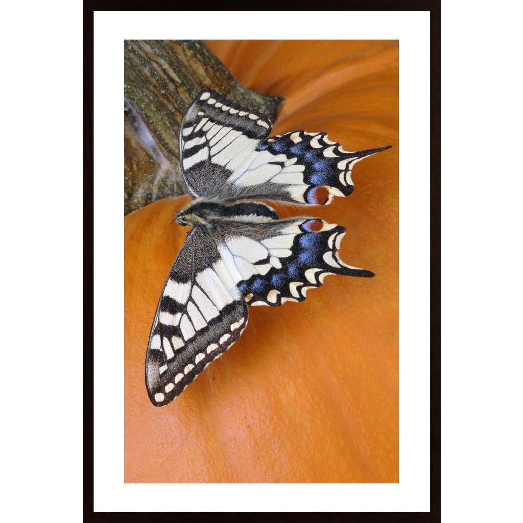 Butterfly Affiche