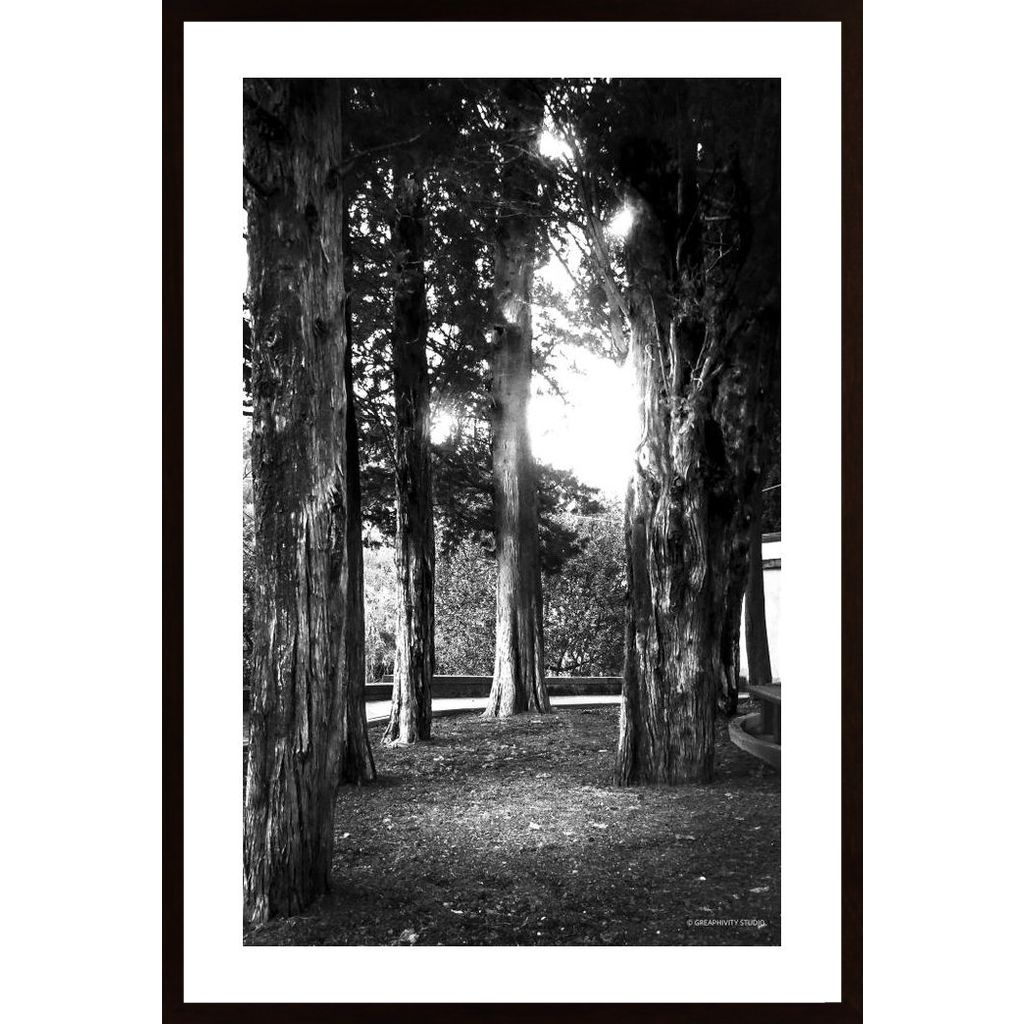 Light And Branches Poster