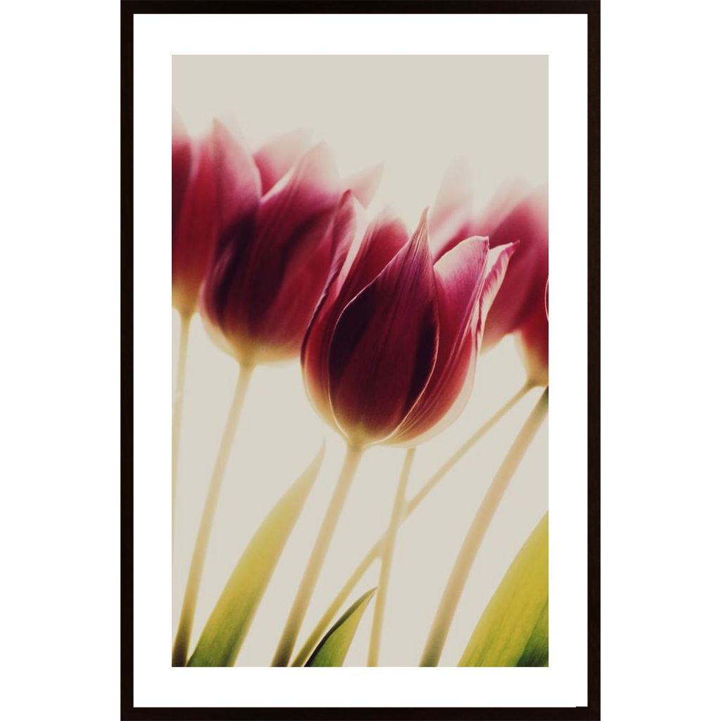 Tulips Plakát
