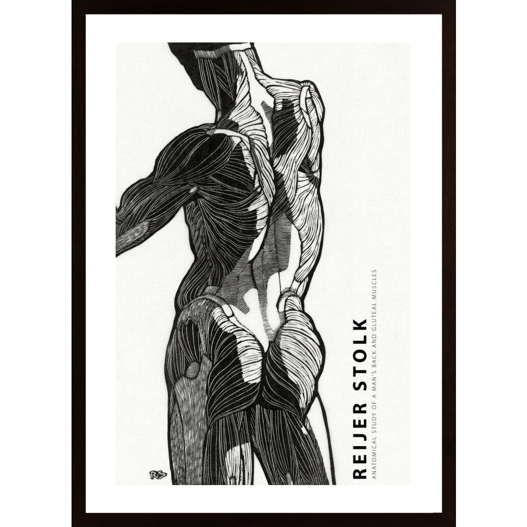 Stolk - Anatomical 1 Poster