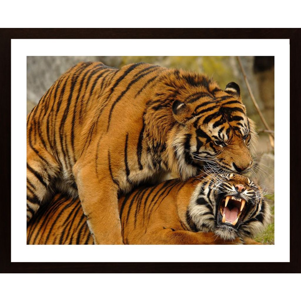 Love Of Tigers Plakát