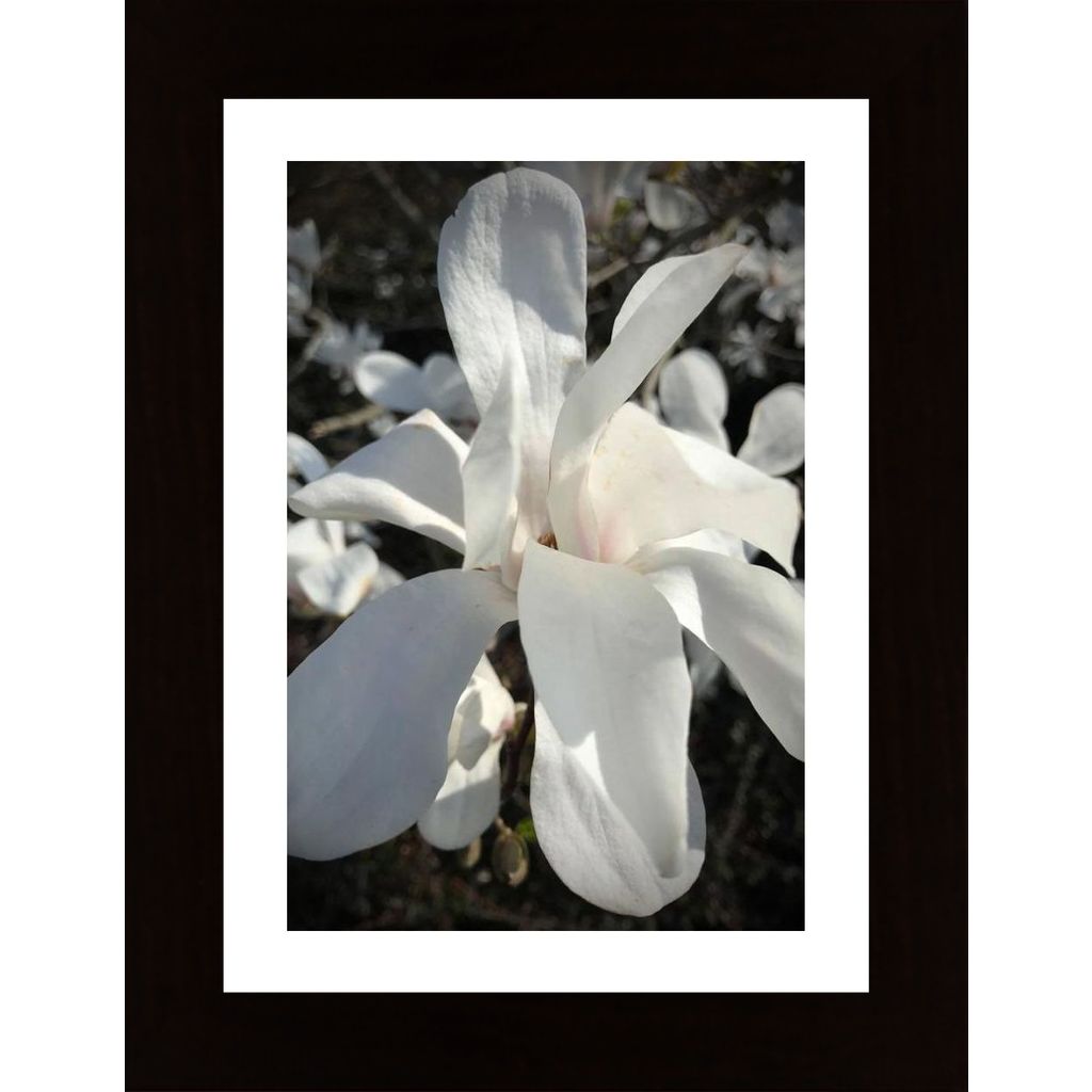 Magnolia In Bloom Poster
