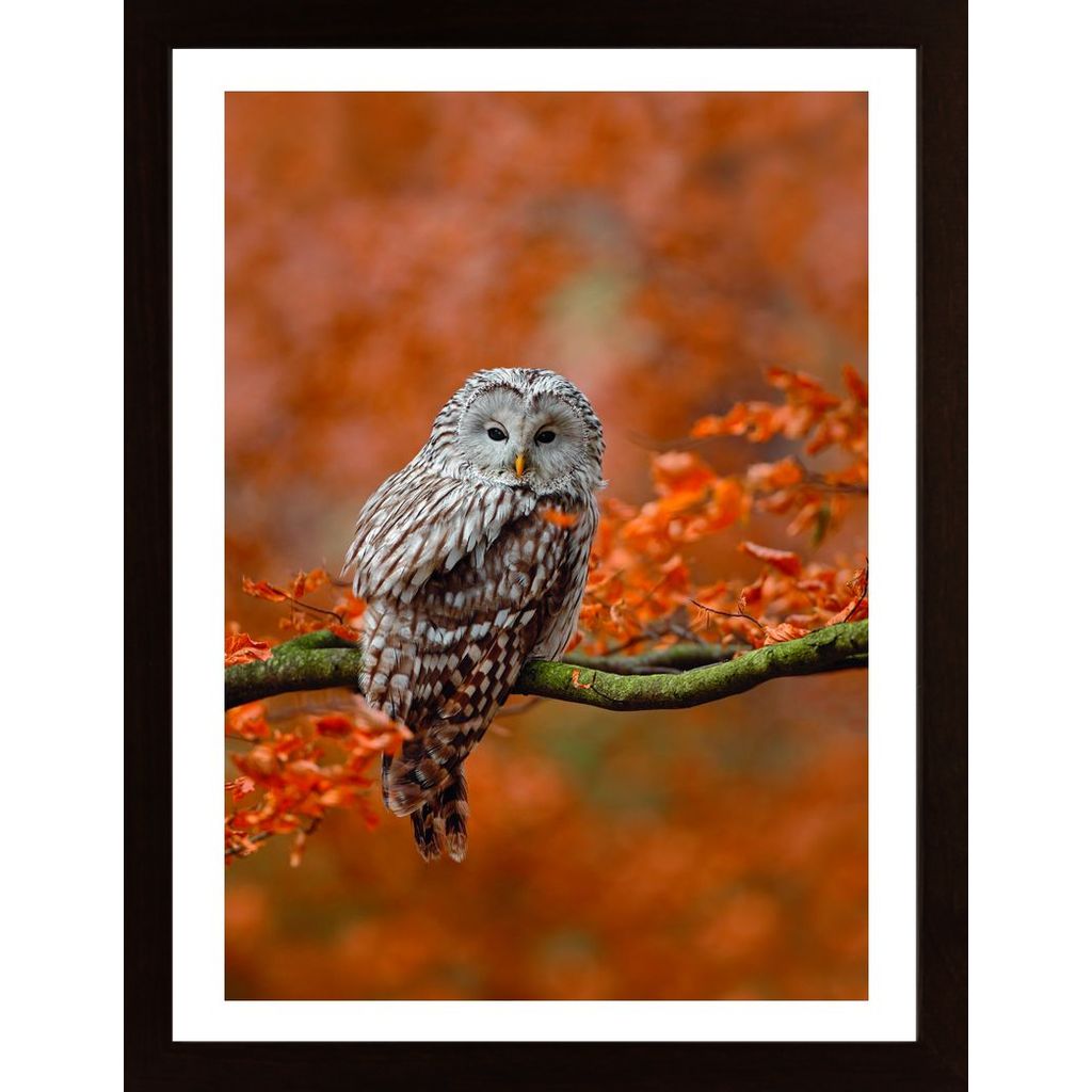 Owl In Autumn Tree Poster