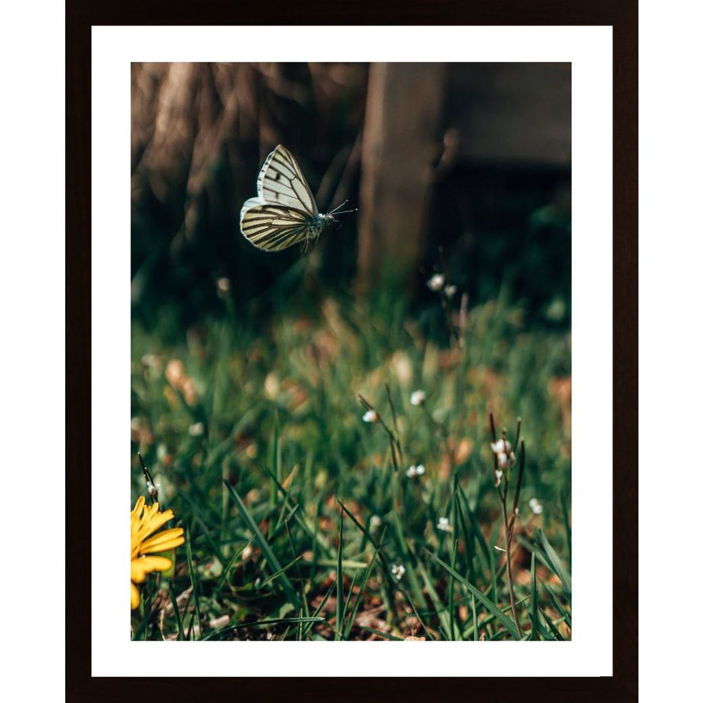 Butterfly On Adventure Poster