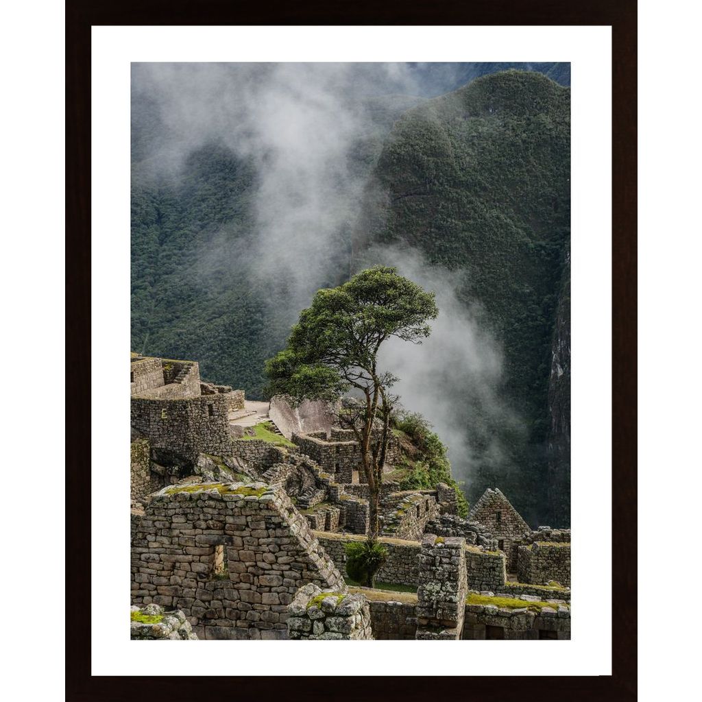 Machu Picchu Tree Poster