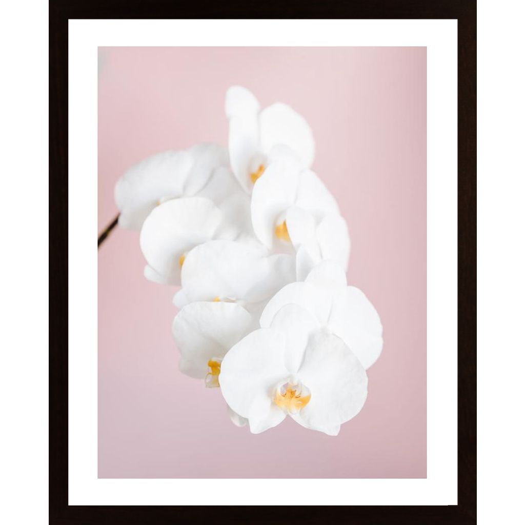 Orchid 2 Plakat