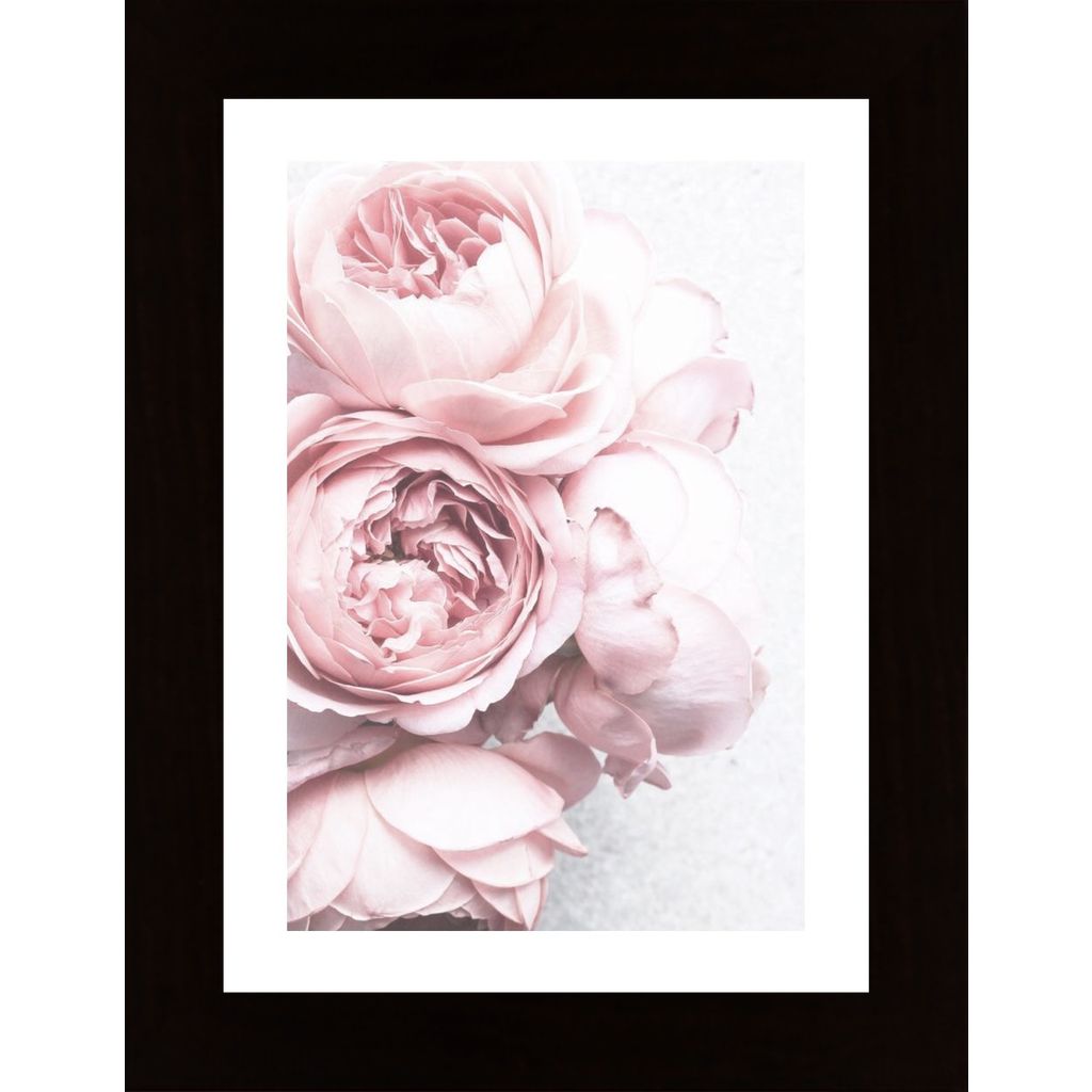Pink White Peony Flowers Affiche