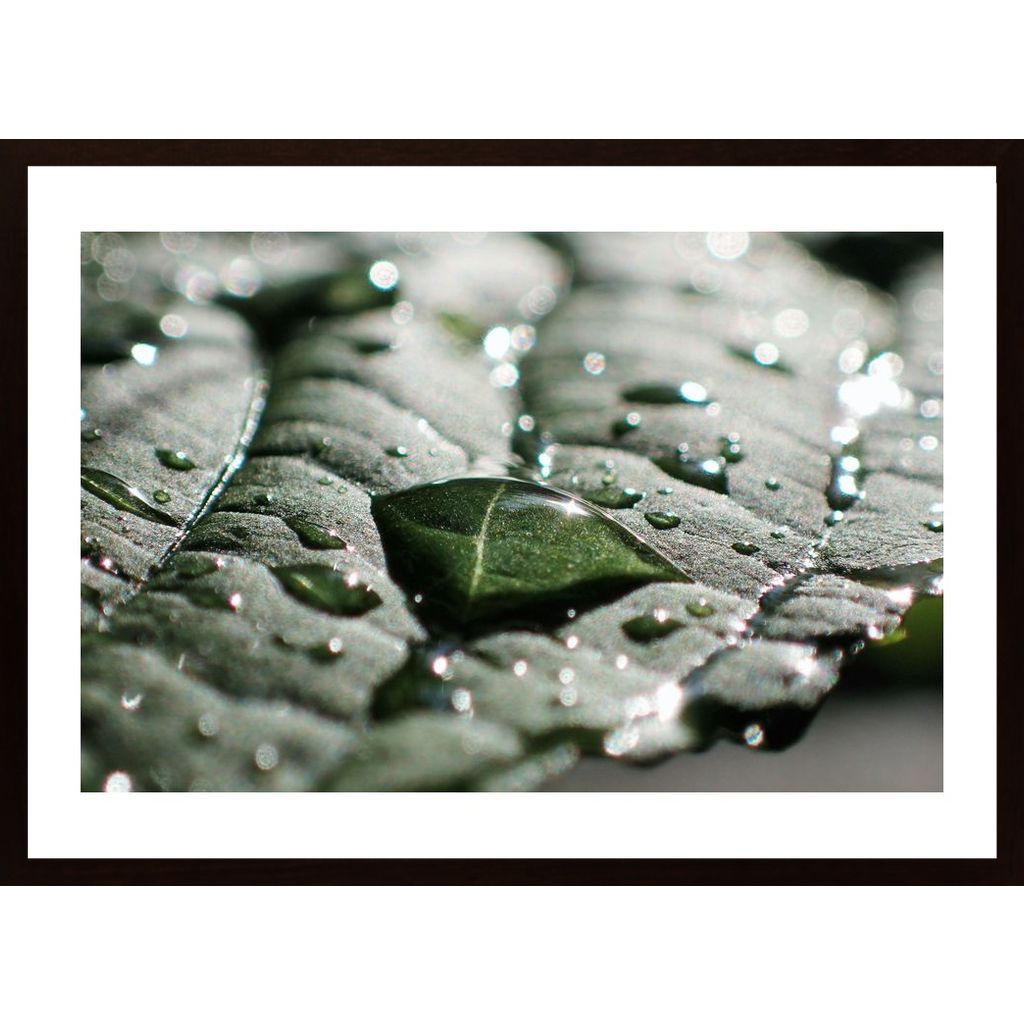 Water Drops On A Leaf 2 Plakat