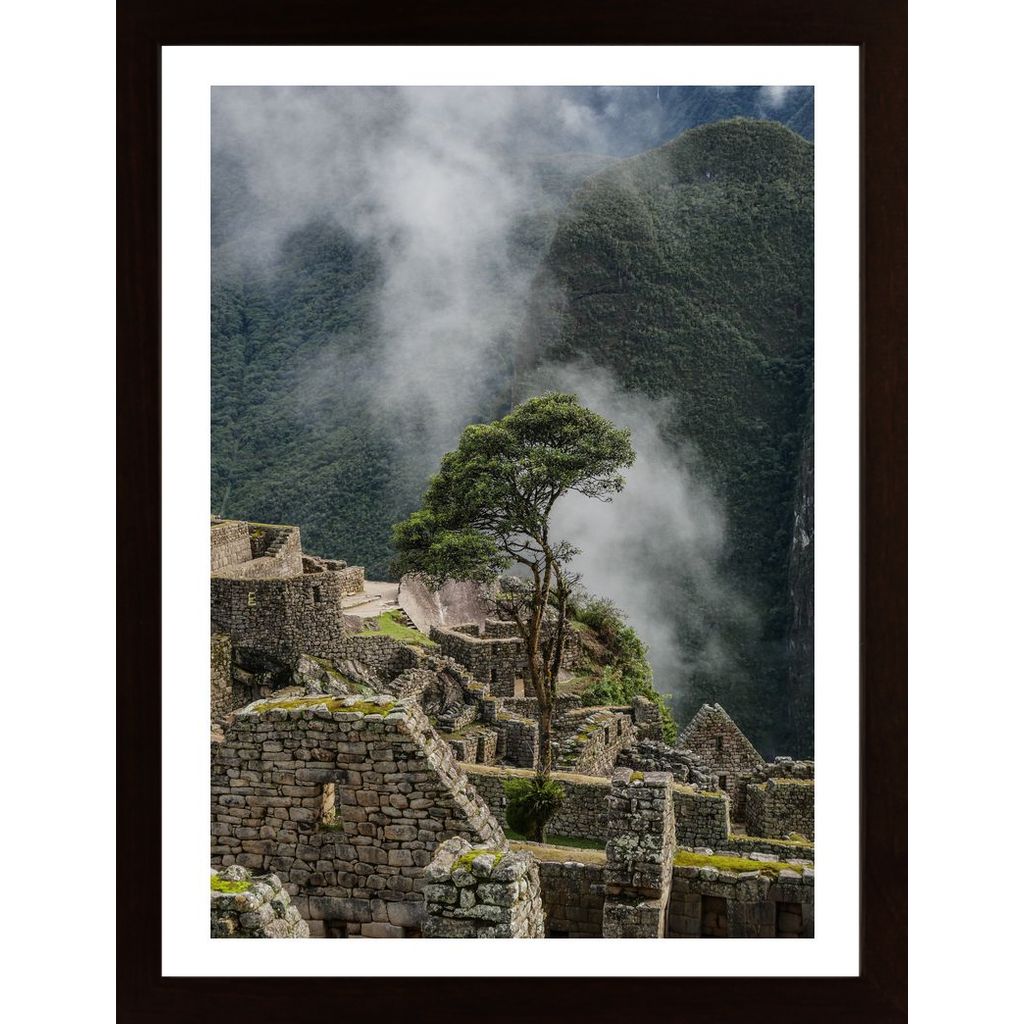 Machu Picchu Tree Poster