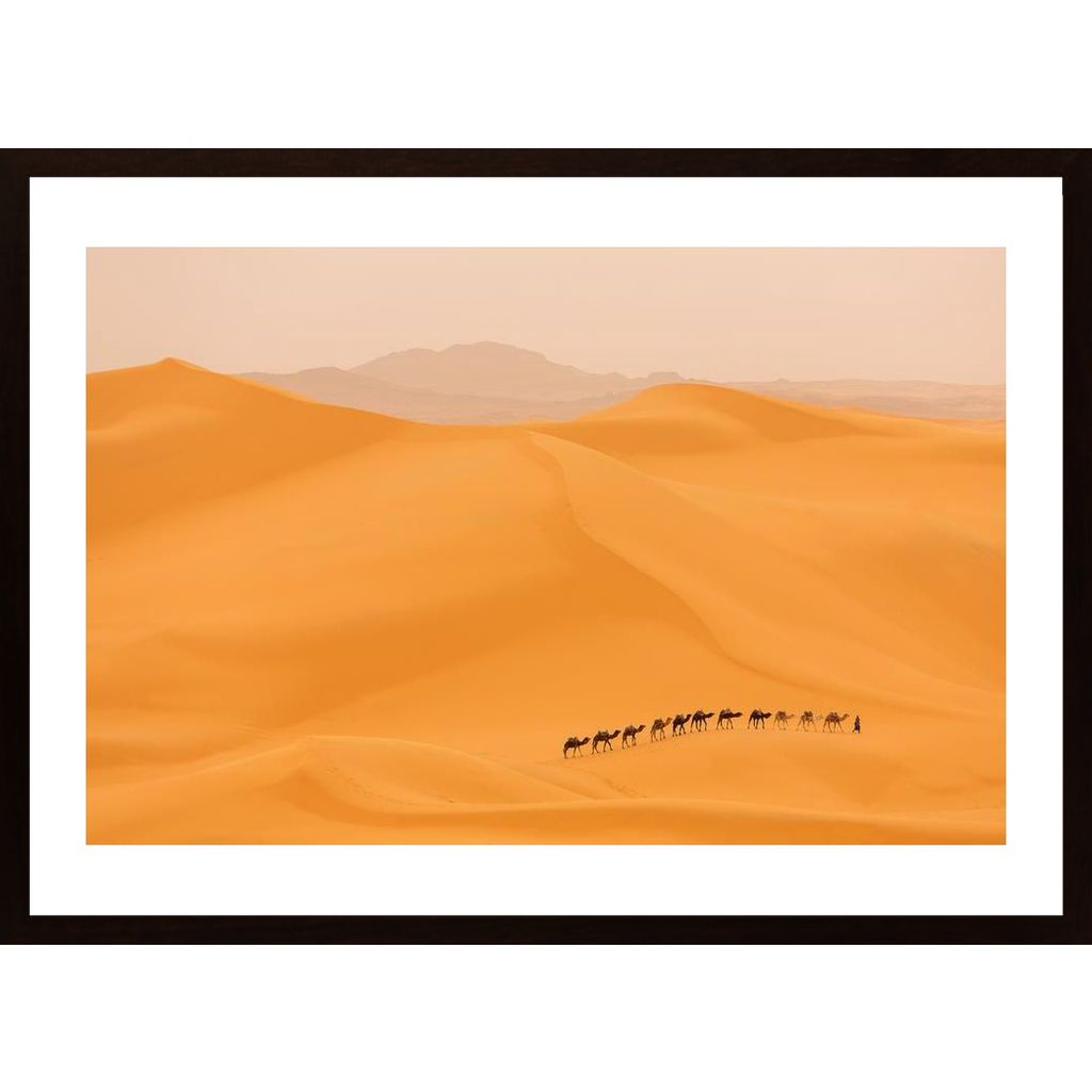 Camels Caravan In Sahara Poster