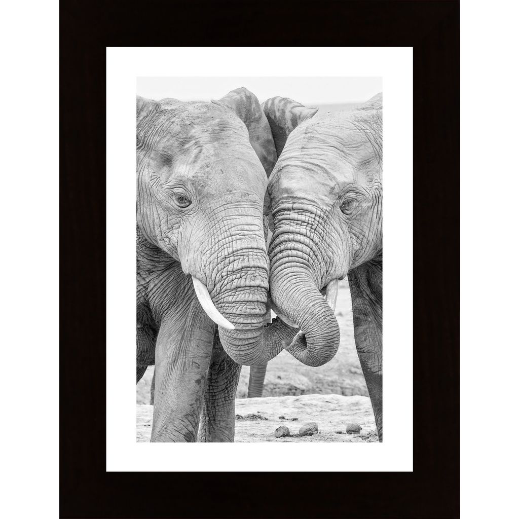 Elephants In Love Poster