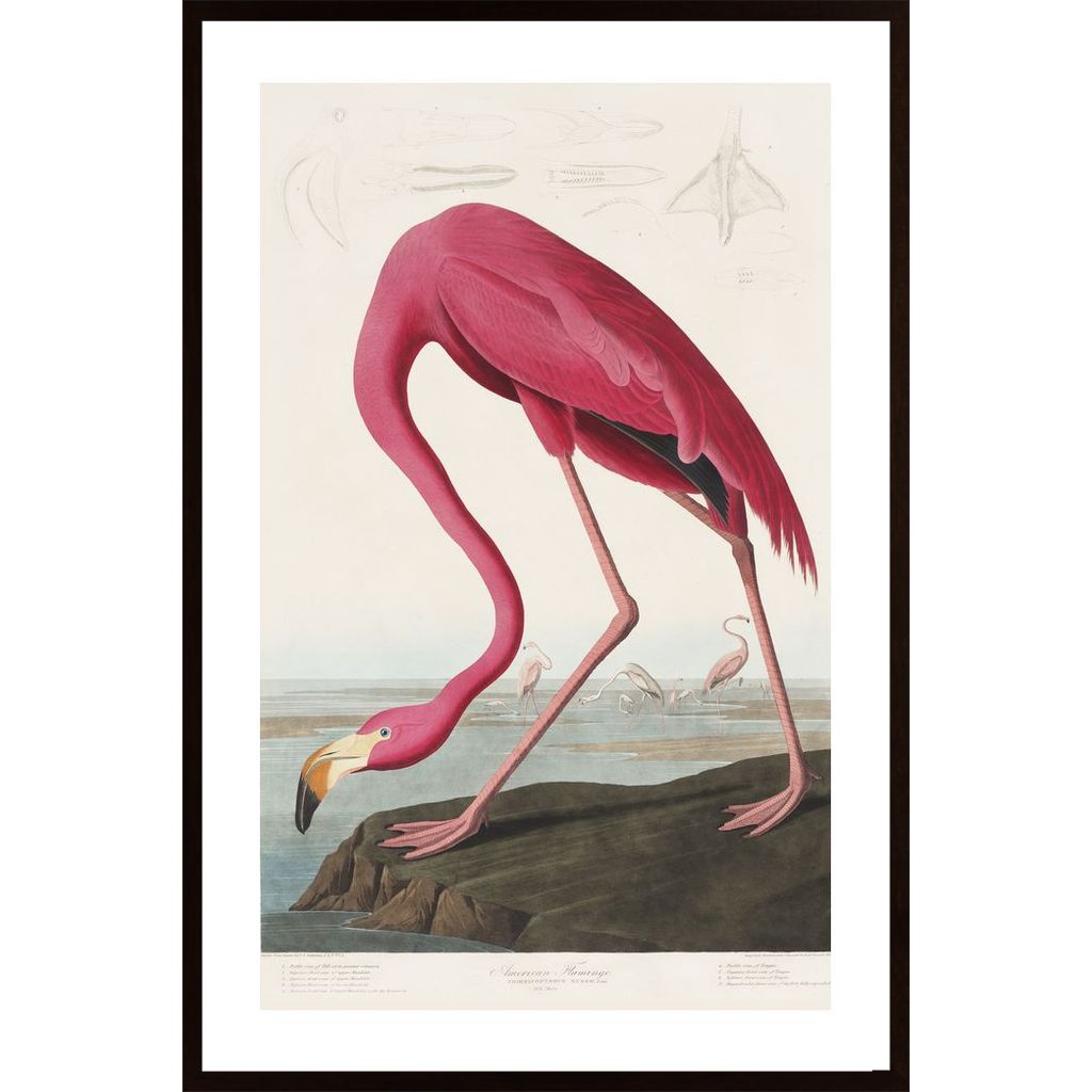 Pink Flamingo Affiche