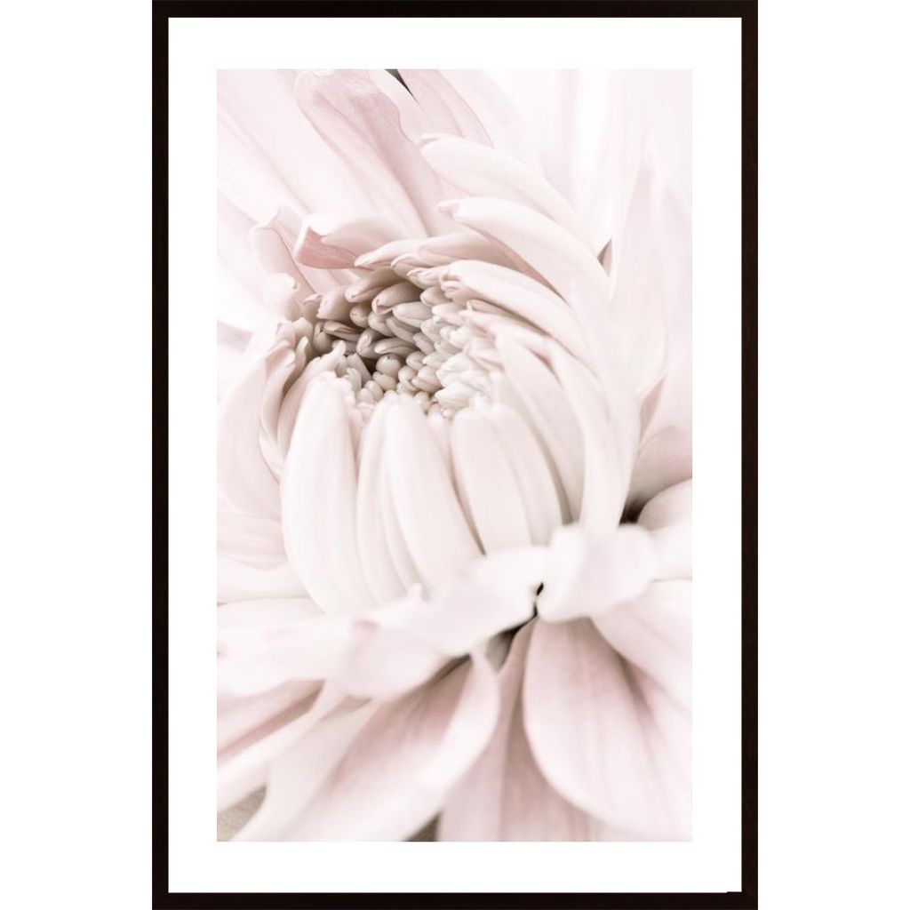 Chrysanthemum No 05 Plakát