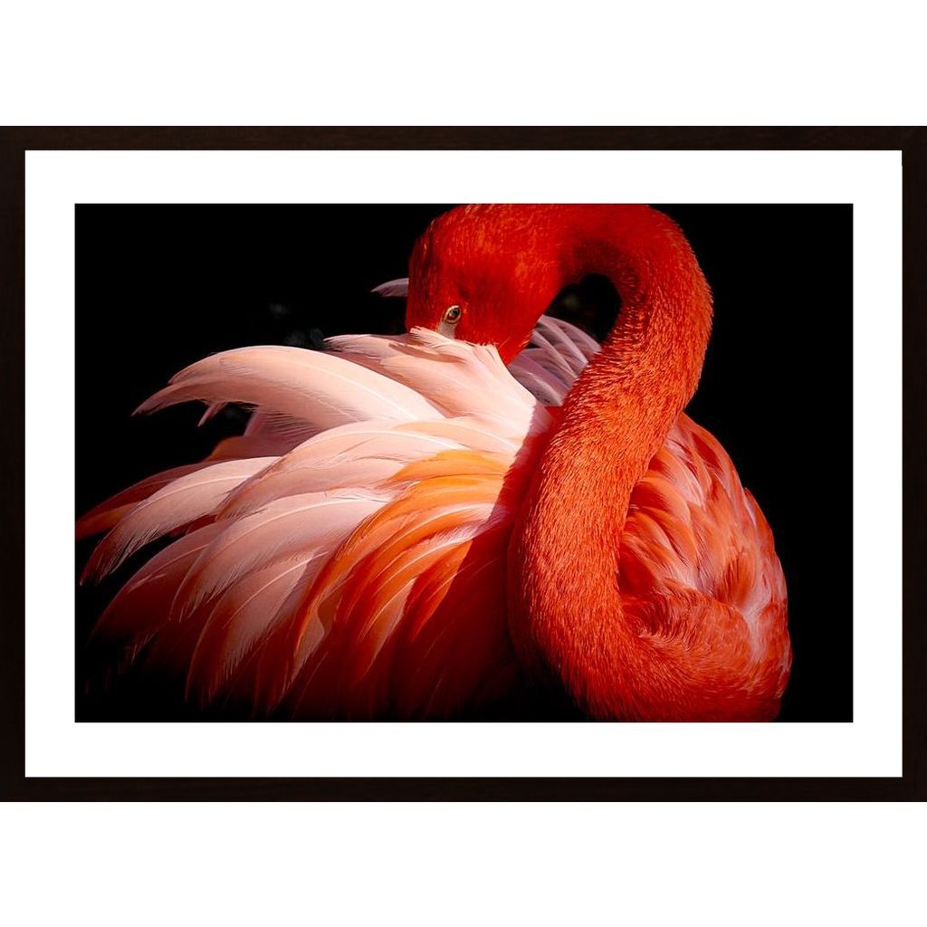 Flamingo Plakát