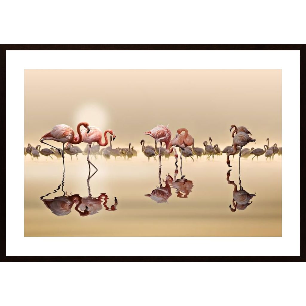 Flamingos Affiche