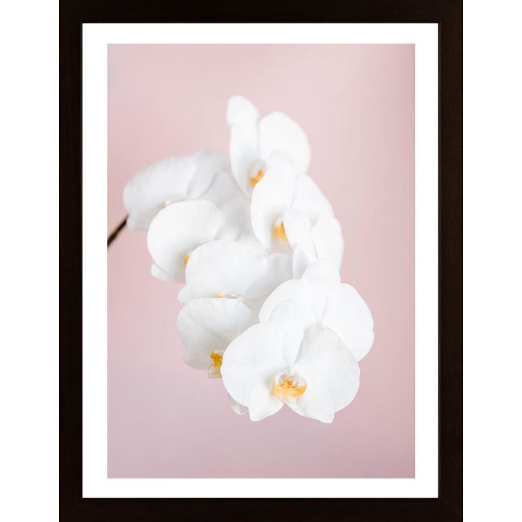 Orchid 2 Plakat