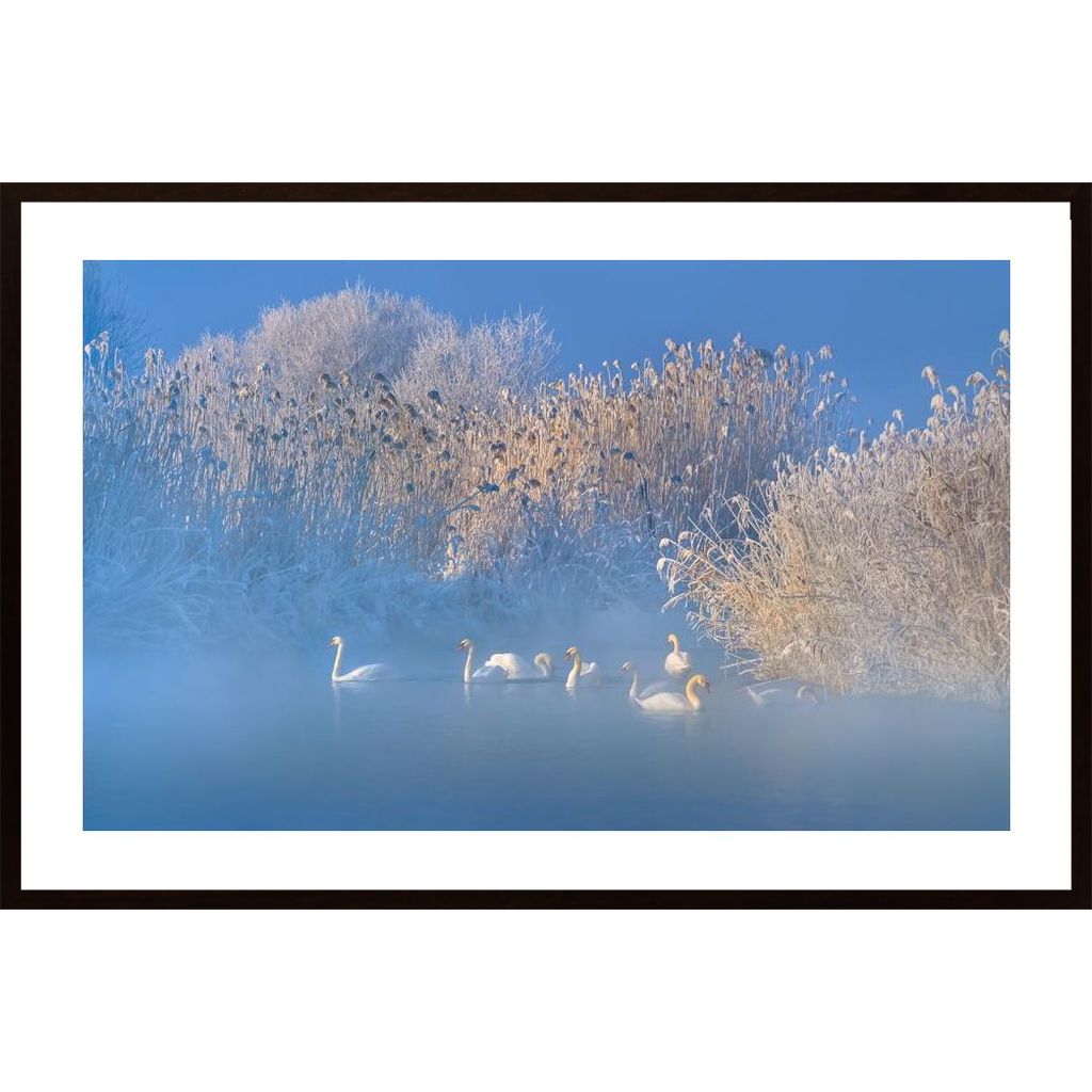 Blue Swan Lake Plakát