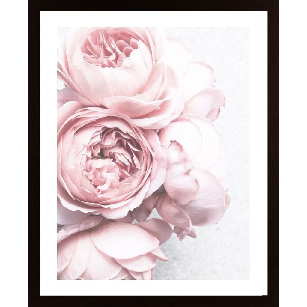 Pink White Peony Flowers Poster