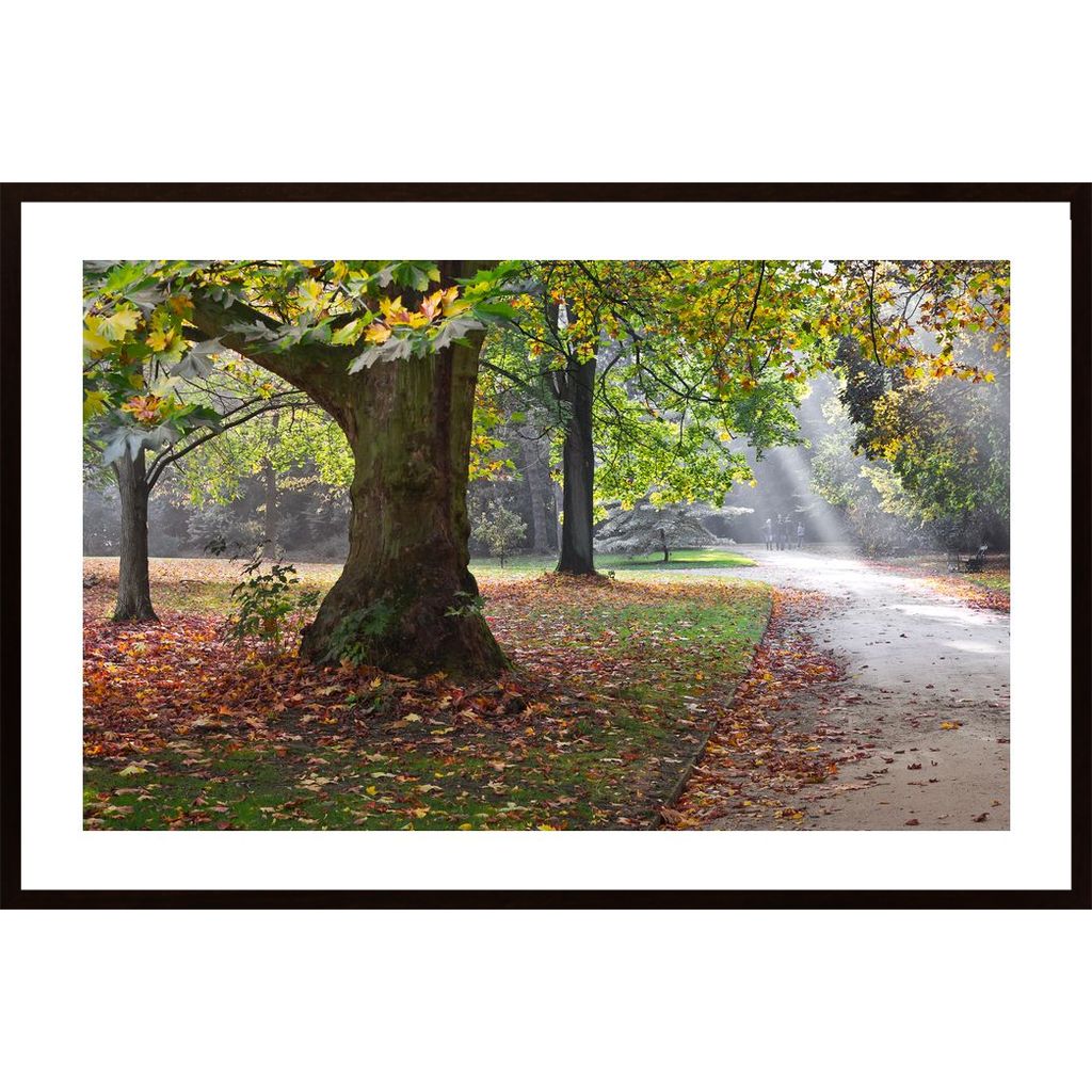 Tree And Light In The Autumn Poster