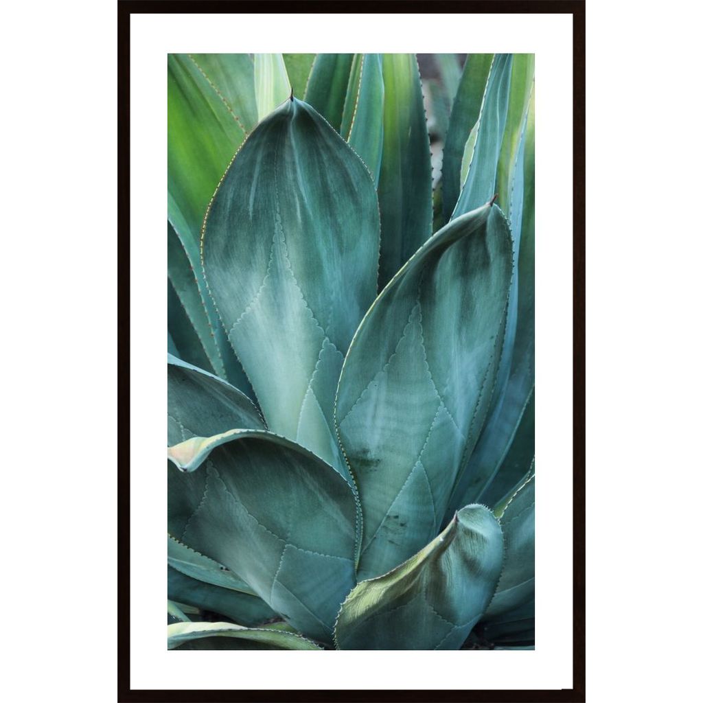 Agave Poster