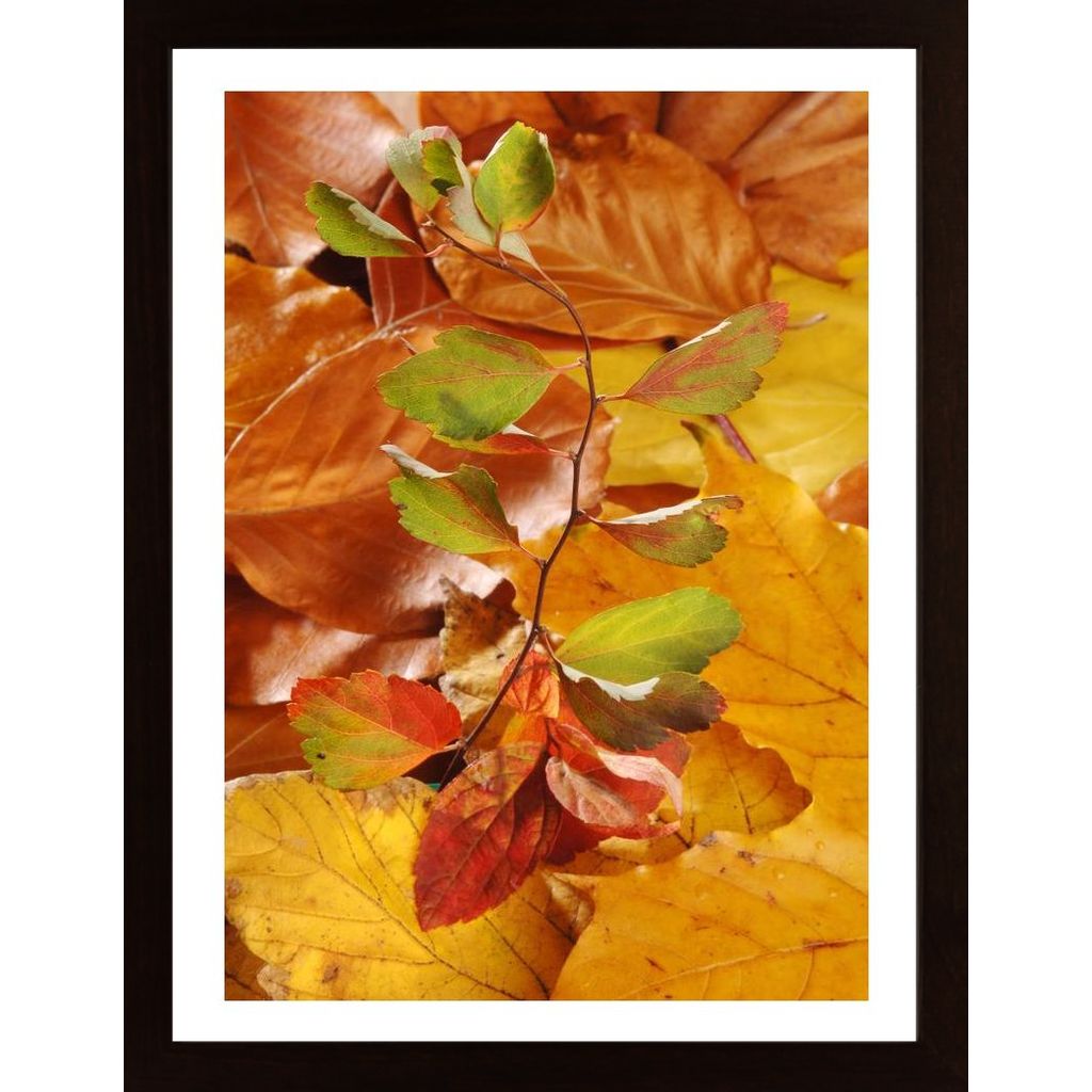Leaves Poster