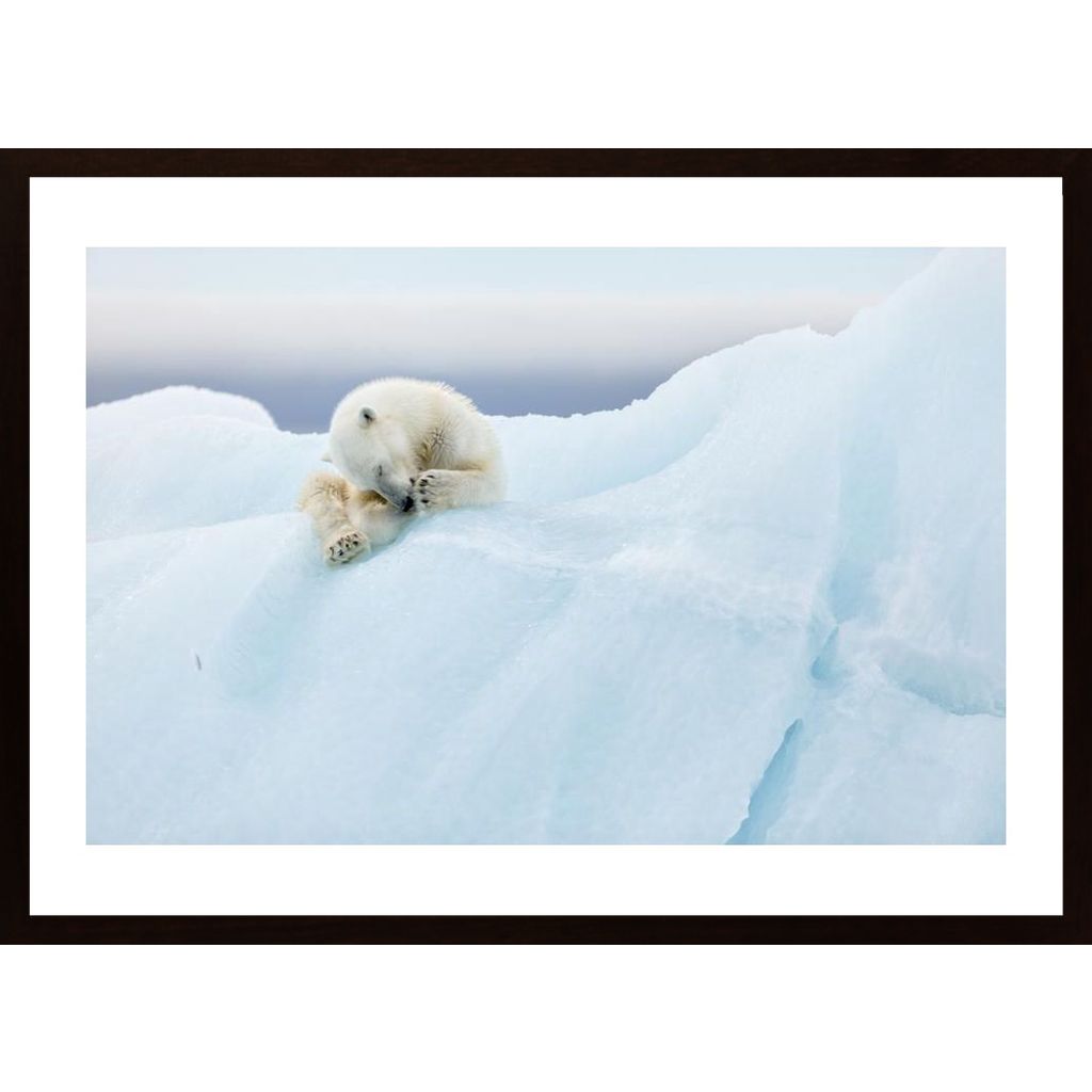 Polar Bear Grooming Plakát