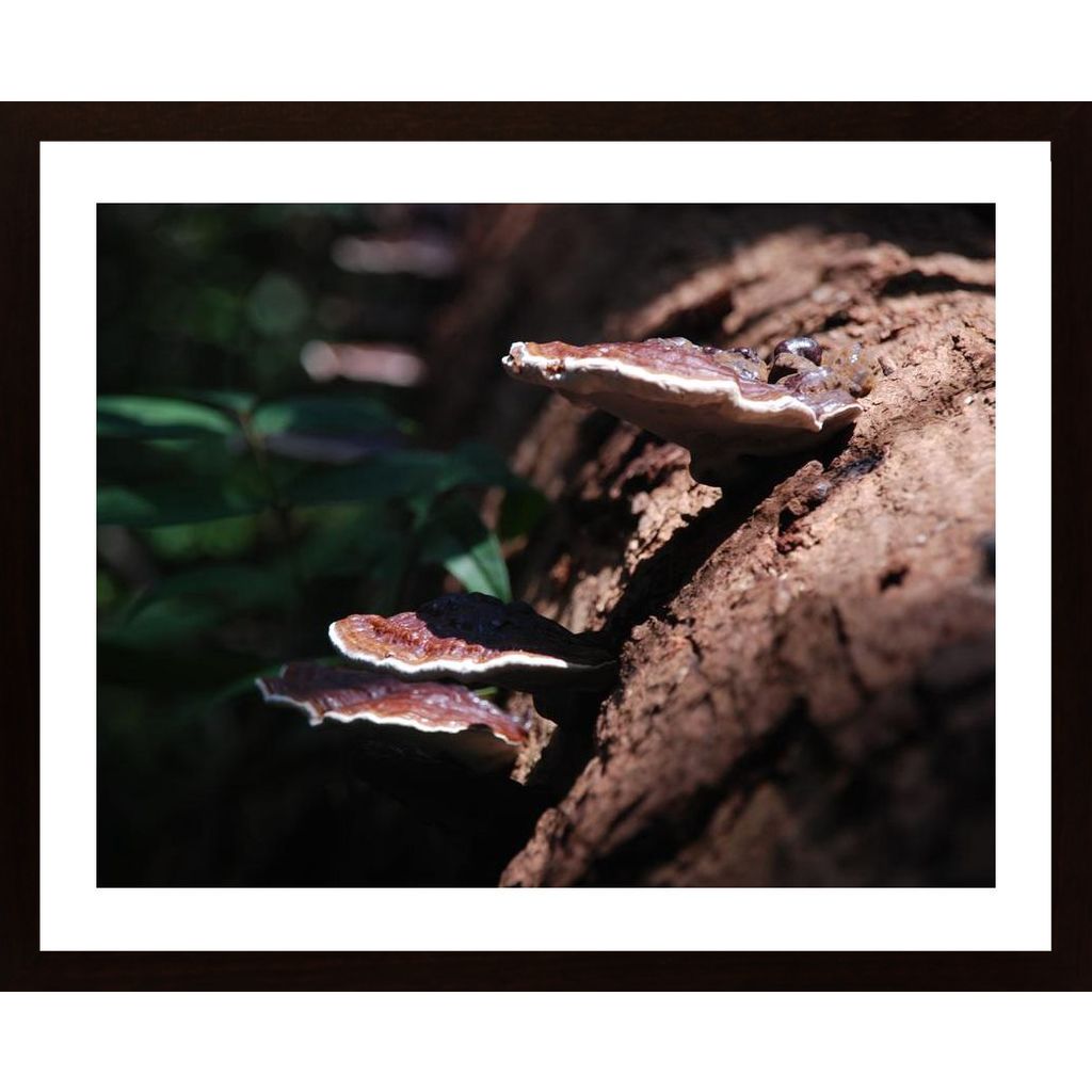 Mushroom On Log Poster