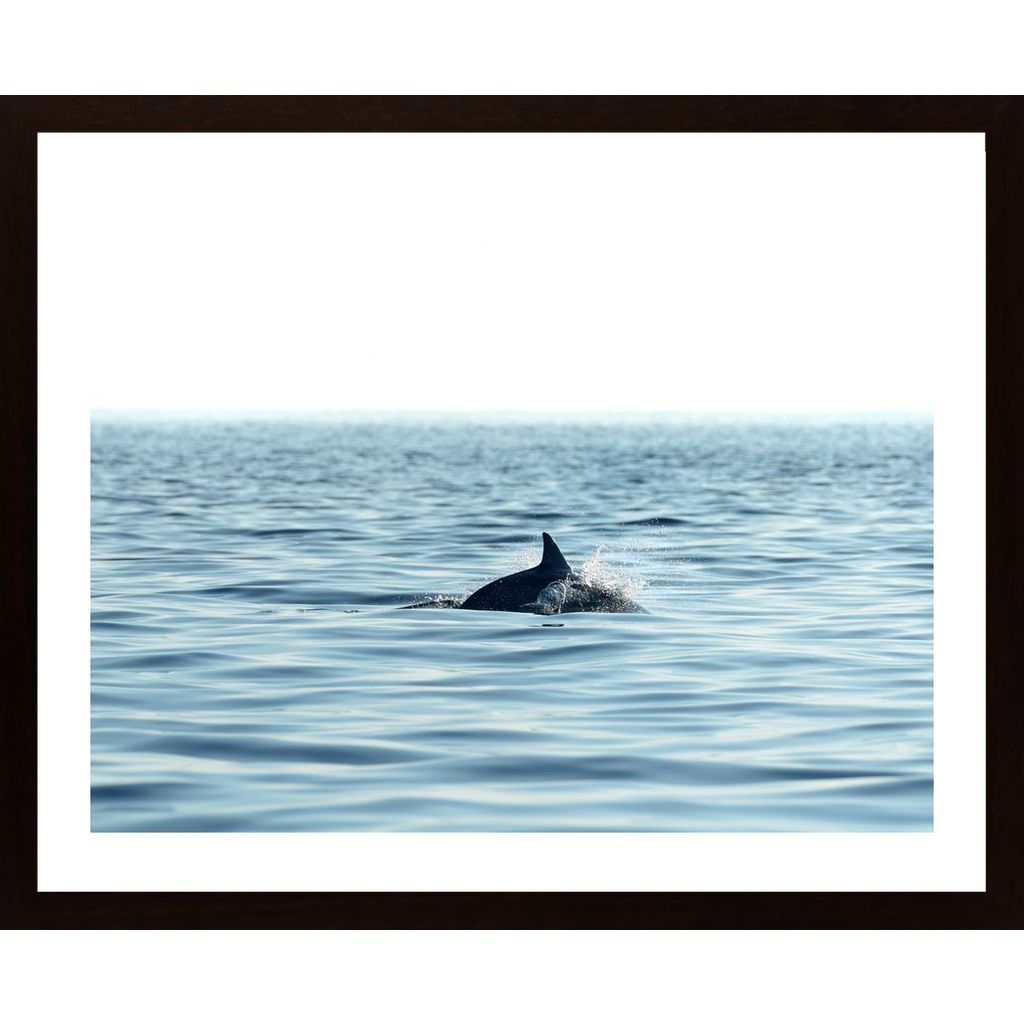 Swimming Dolphin In The Sea Poster