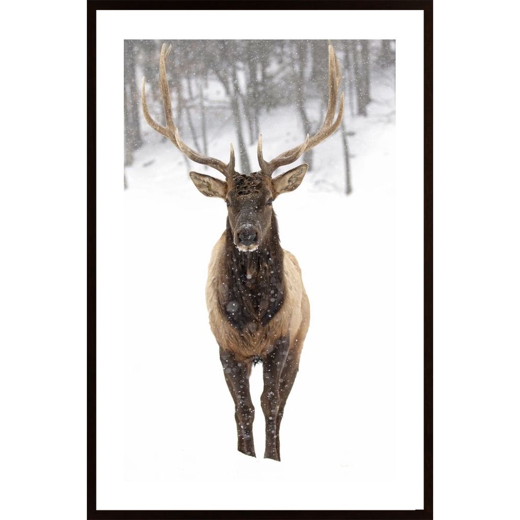 Winter Deer Plakát