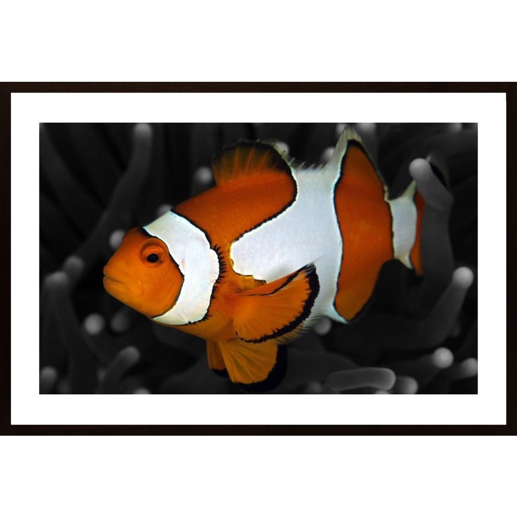 Clownfish Affiche