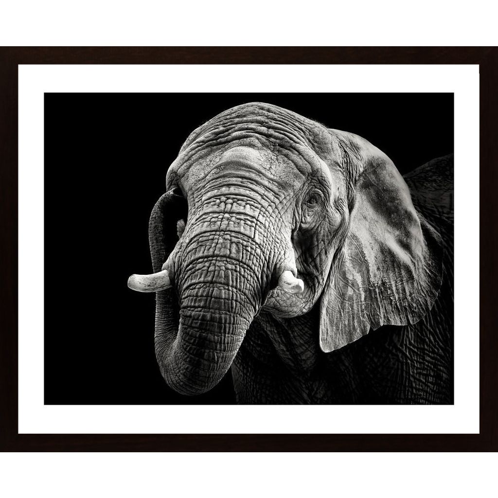 African Elephant Plakát