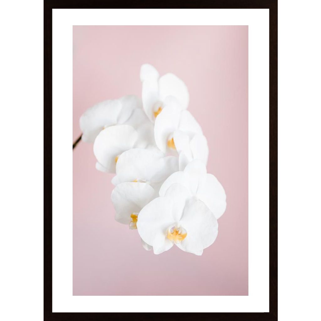 Orchid 2 Poster
