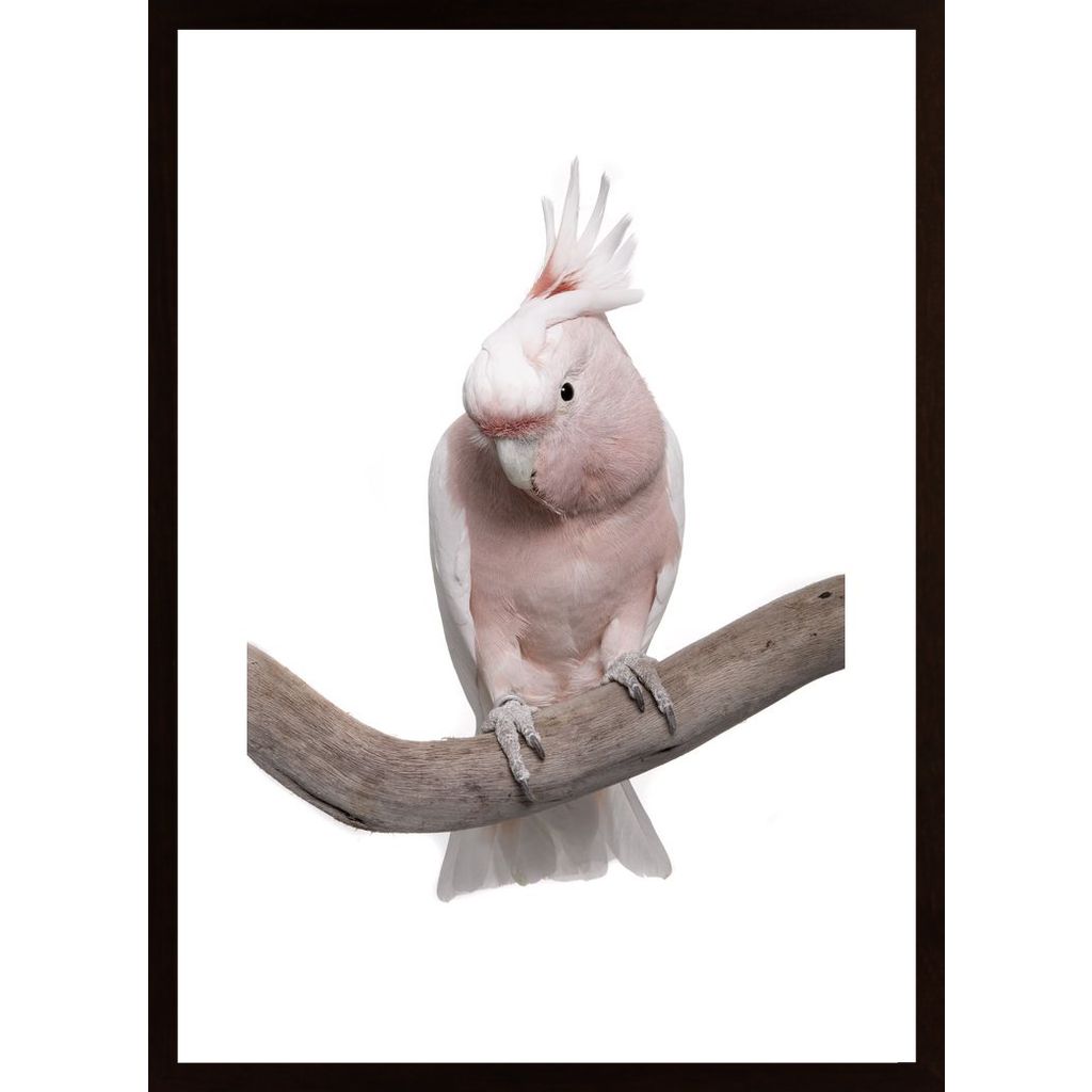 Pink Parrot Poster