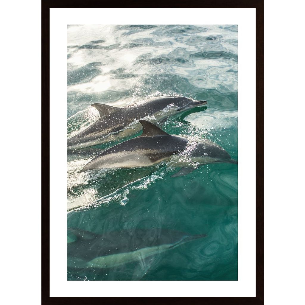 Swimming Dolphins In The Sea Poster