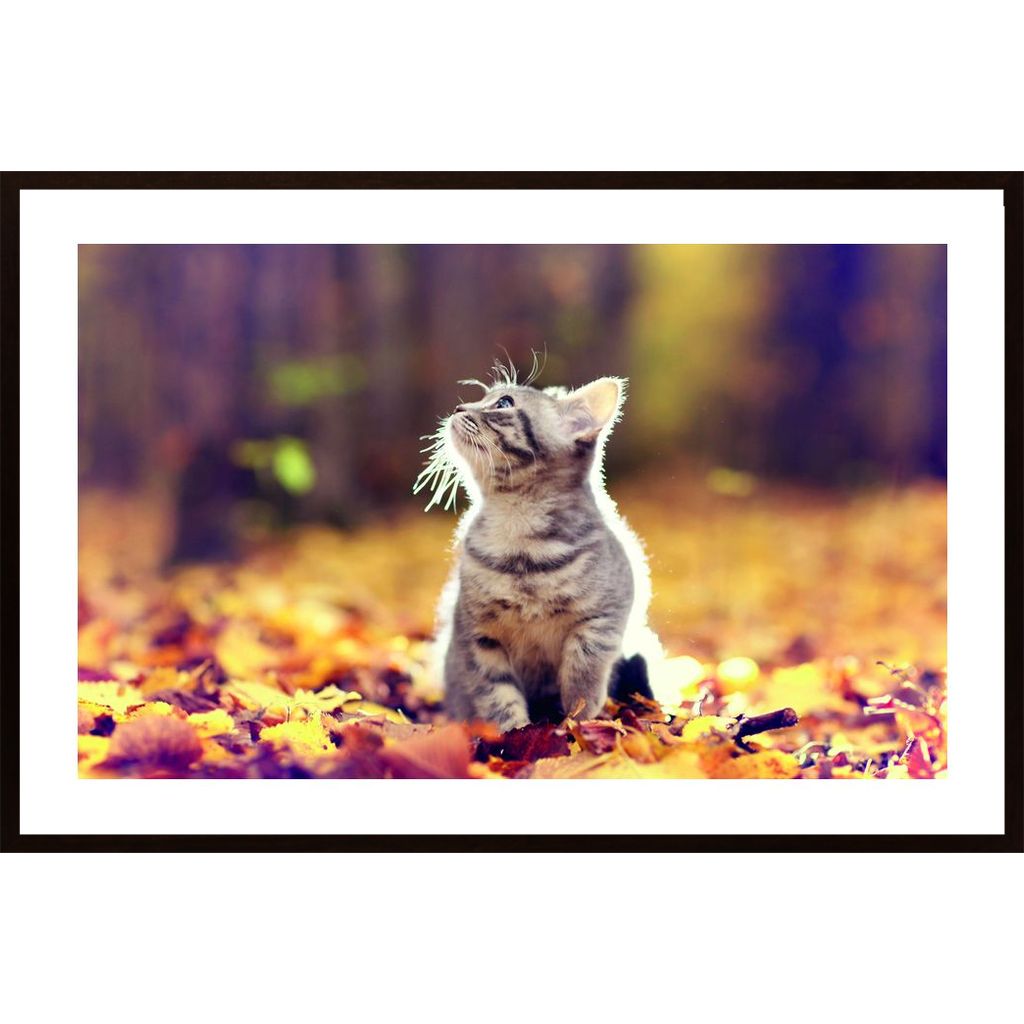 Cat In Autumn Woods Affiche