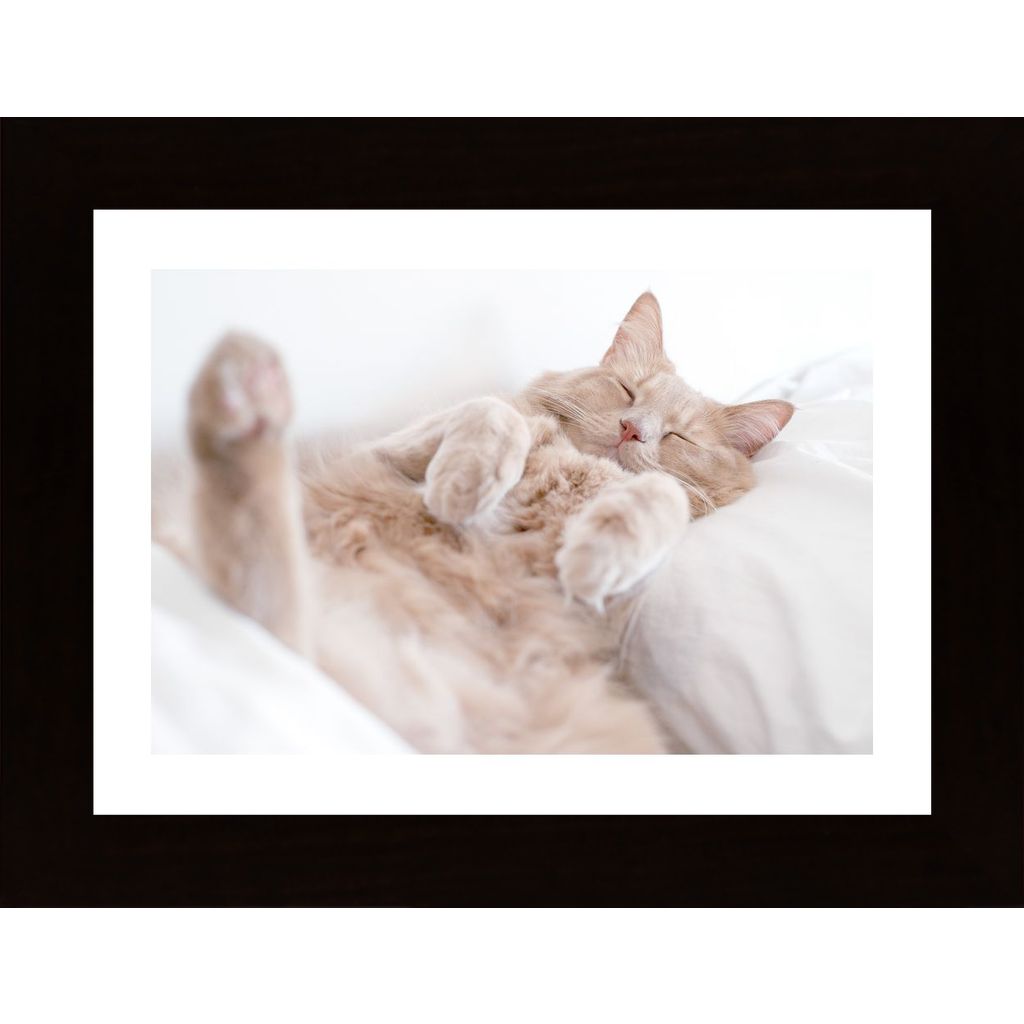 Resting Cat Poster