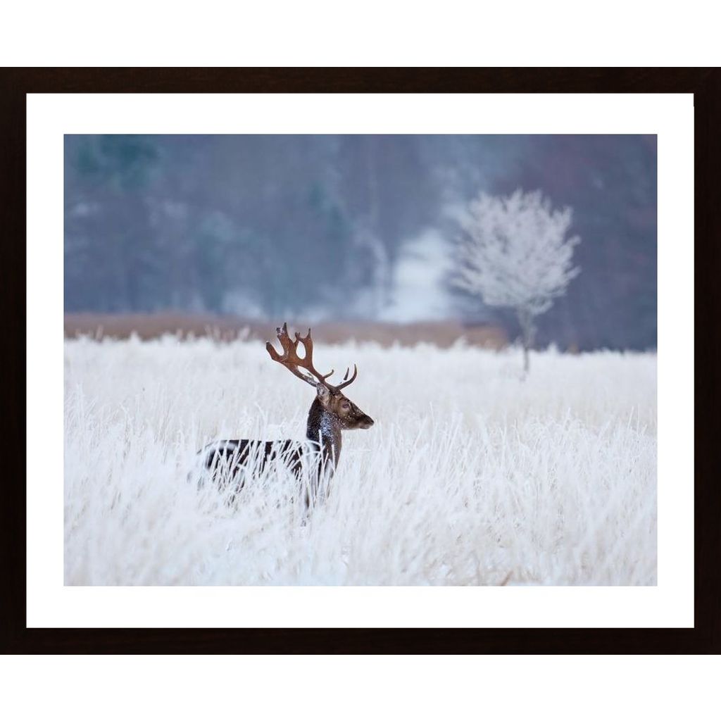 Fallow Deer In The Frozen Winter Landscape Poster