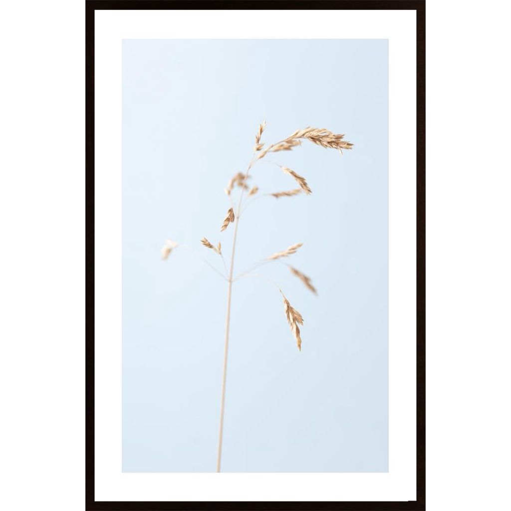 Dried Single Grass Straw 2 Plakát