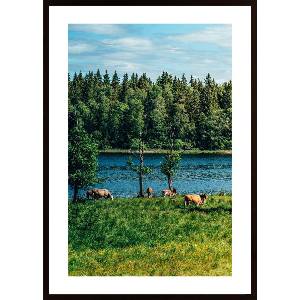 Cows In The Open Air Poster
