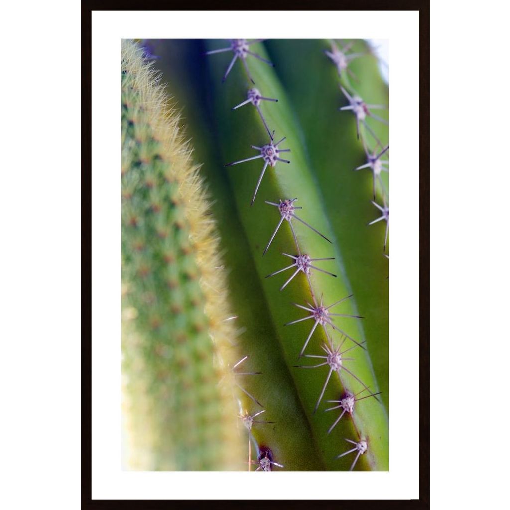 Kolce Kaktusa Plakát