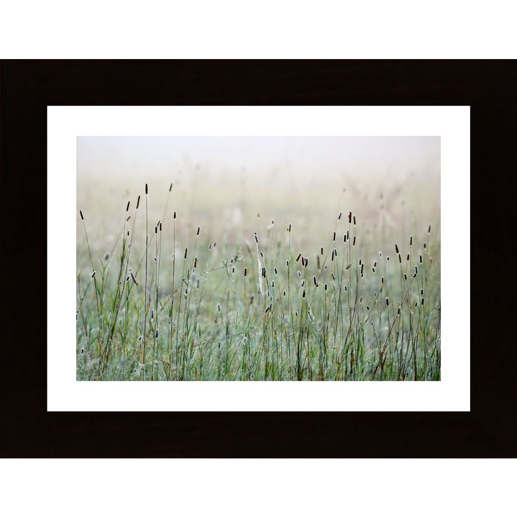Meadow In Morning Light 3 Poster