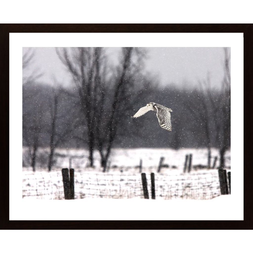 Snowy Owl Flying Through The Snow Affiche