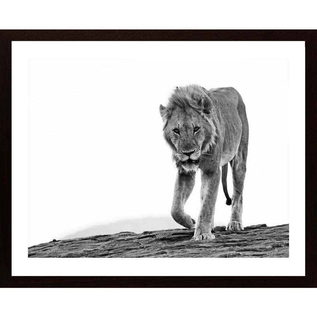 Lion Approaching 2 Plakát