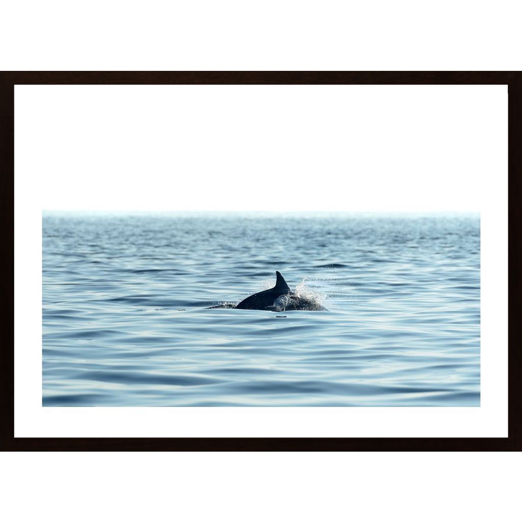 Swimming Dolphin In The Sea Plakát