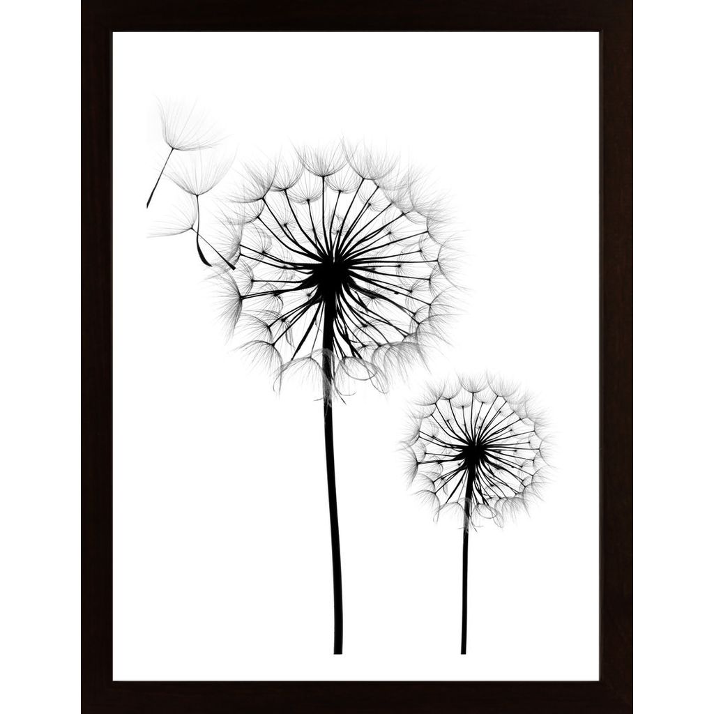 Dandelion Flower Affiche