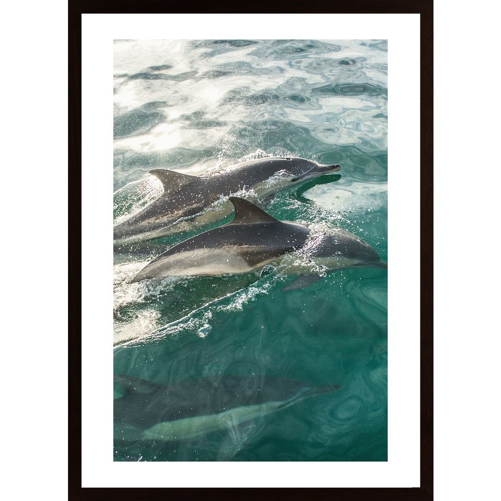 Swimming Dolphins In The Sea Affiche