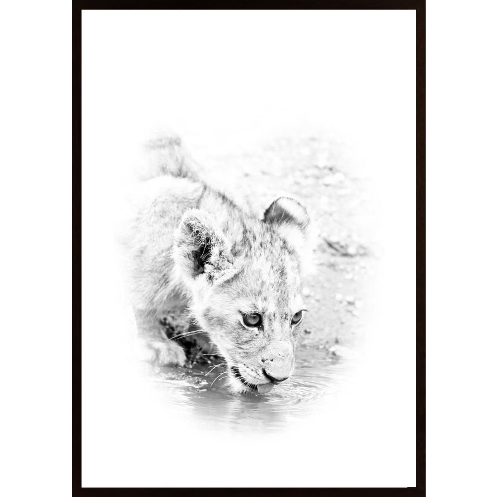Lion Cub Drinking Poster