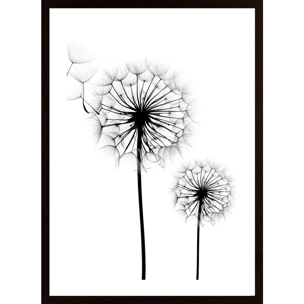 Dandelion Flower Plakát
