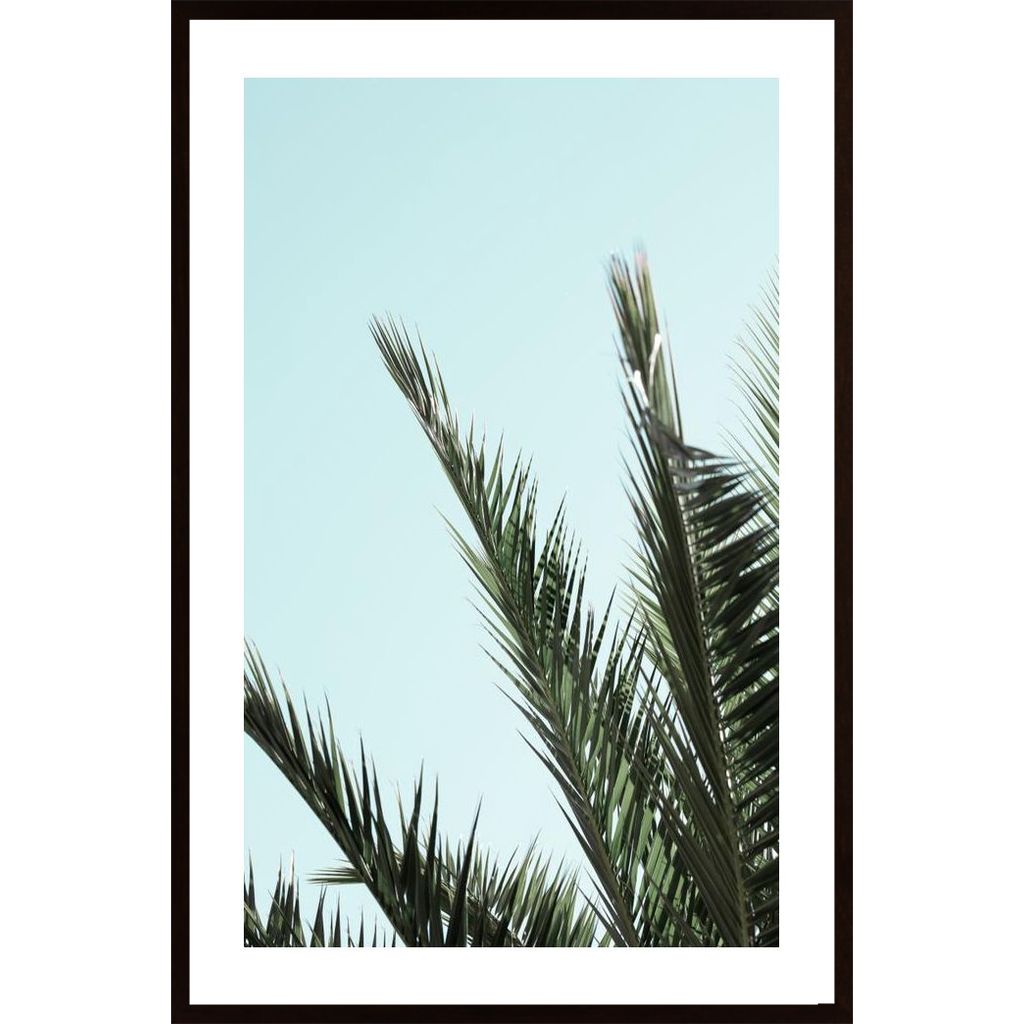 Palm Leaves And Sky 2 Plakát